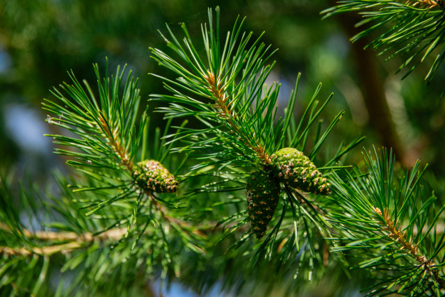 Жителям ХМАО рассказали, куда можно сдать ненужную елку
