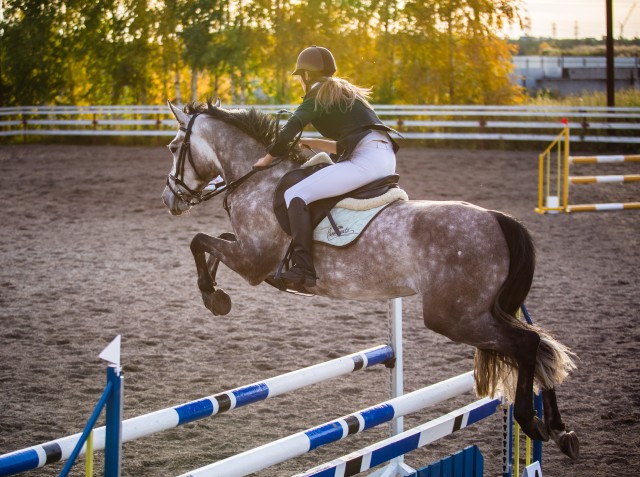В ХМАО конно-спортивная школа собирается купить элитного жеребца за 12 млн
