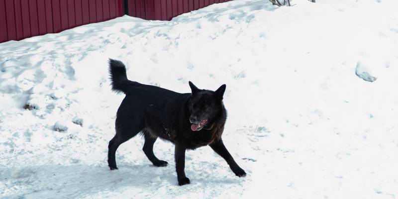 Жительница Нижневартовска отбила ребенка от двух агрессивных собак