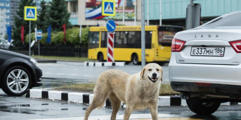 В Сургуте нерадивые владельцы животных заплатили десятки тысяч рублей штрафов за самовыгул питомцев В Сургуте нерадивые владельцы животных заплатили десятки тысяч рублей штрафов за самовыгул питомцев