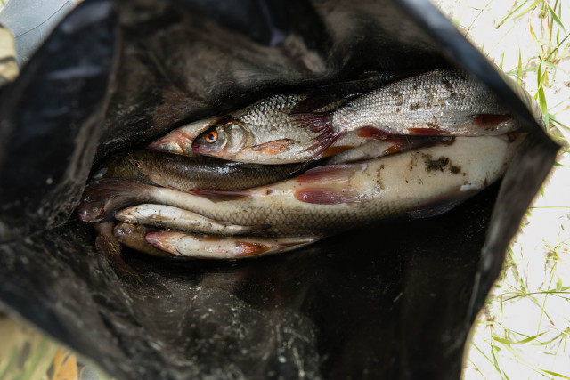 Заболеваемость описторхозом в ХМАО в 20 раз выше, чем в других регионах