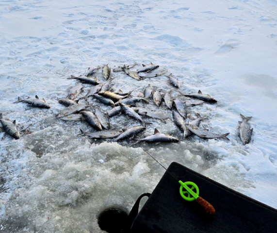 Житель ХМАО раскрыл секрет удачной рыбалки на пелядь