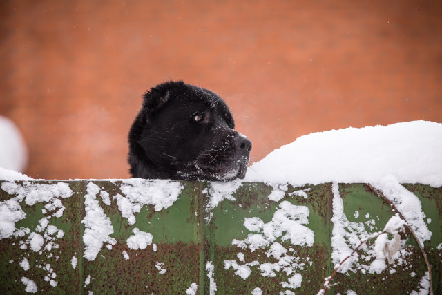 В ХМАО не хватает мест в приютах бездомных животных