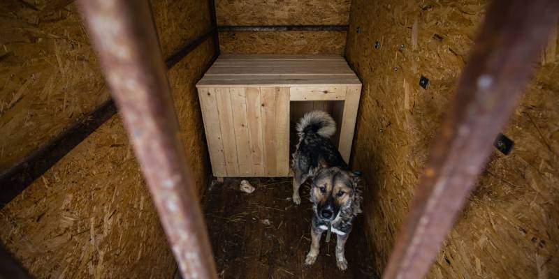 В ХМАО отказались проводить эвтаназию бездомным животным. Но не всем