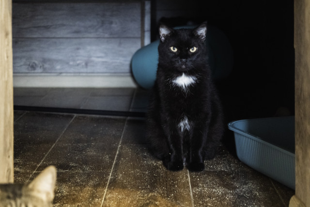 Самовыгул довел кота из ХМАО до некроза