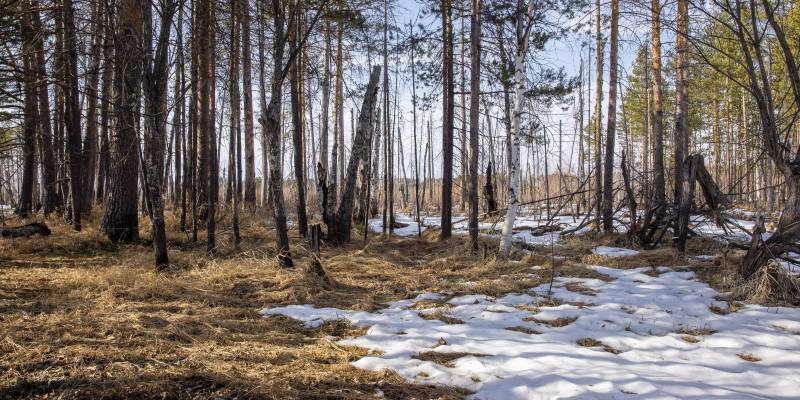 Четыре жителя Сургута были укушены клещами