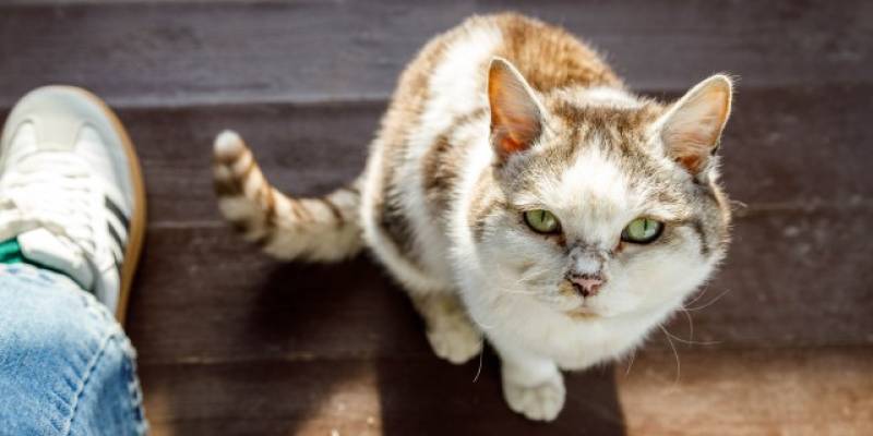 Грустная статистика: в ХМАО кошки теряются чаще, чем собаки