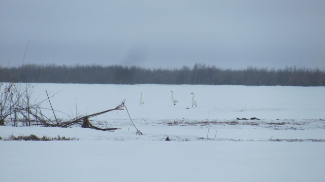 В ХМАО после зимовки прилетели первые лебеди. ФОТО