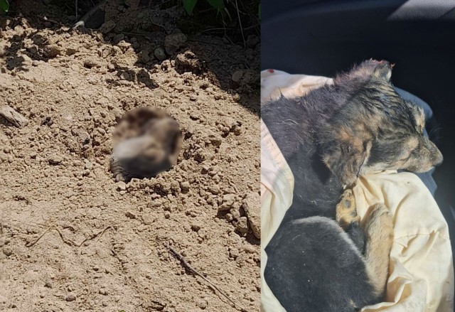 На дачах в Сургуте живодер заживо похоронил щенка