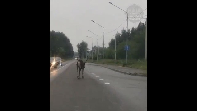 В ХМАО олень почувствовал себя королем дороги. Видео В ХМАО олень почувствовал себя королем дороги. Видео