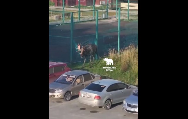 В ХМАО огромный лось вышел к людям и запутался в сетке на спортплощадке. ВИДЕО