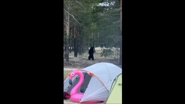 Недалеко от Сургута медведь вышел к толпе туристов, жаривших шашлыки. Видео