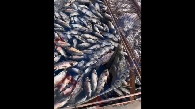 В Сургуте расследуют массовую гибель рыбы в водохранилище В Сургуте расследуют массовую гибель рыбы в водохранилище
