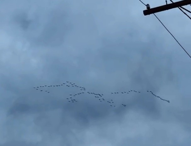 Над Сургутом заметили первые косяки гусей. Видео