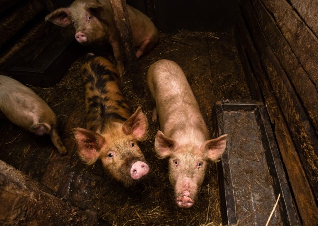 В ХМАО нашли очаг африканской чумы свиней