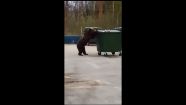 Нефтяники в ХМАО сняли, как медведь пытается украсть мусорный бак с месторождения. Видео