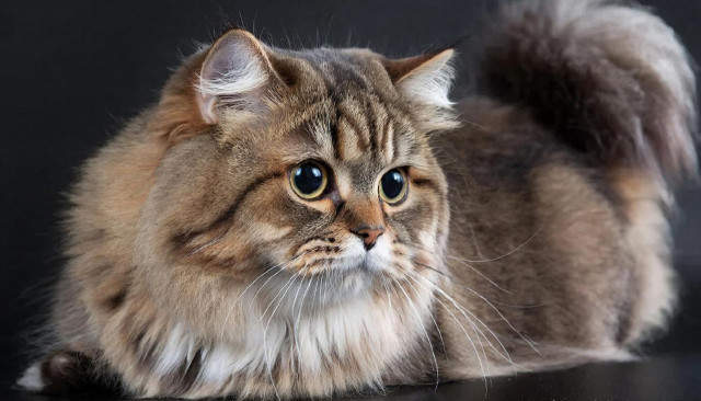 Модные хвостатые тренды: какие породы кошек популярны среди жителей ХМАО