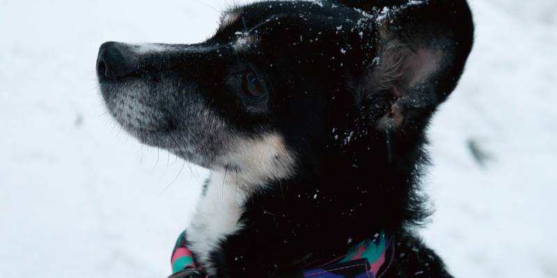 «Айболиты» неотложки помогли питомцам в отдаленных поселениях Сургутского района