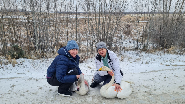 В ХМАО волонтеры спасли раненых лебедей, но пострадали сами