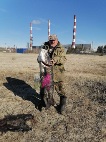 В районе ГРЭС в Сургуте рыбак поймал 35-килограммовую рыбу В районе ГРЭС в Сургуте рыбак поймал 35-килограммовую рыбу