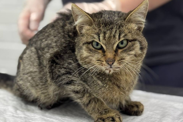 Жители Тюмени пытаются спасти изувеченного кота