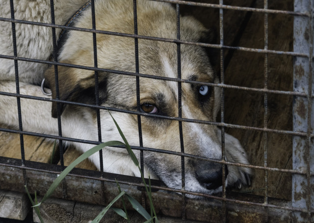 Шкура снята, тело исчезло: в ХМАО живодеры жестоко расправились с собакой