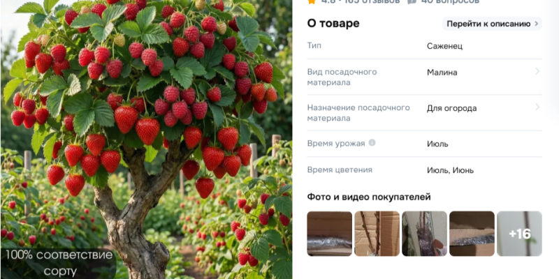 Голубая малина, клубничные деревья: на маркетплейсах начали обманывать садоводов Голубая малина, клубничные деревья: на маркетплейсах начали обманывать садоводов