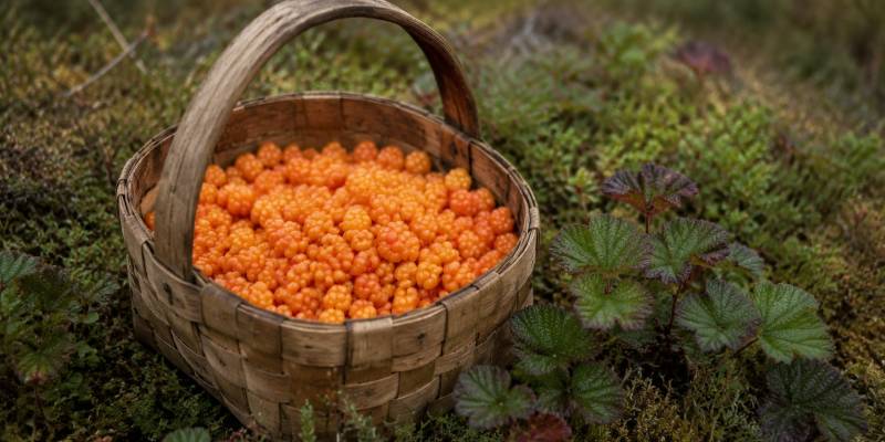 Глобальное потепление повлияет на царскую ягоду Севера