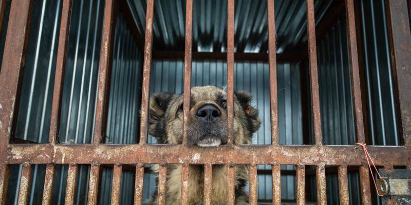 В ХМАО волонтеры спасают собаку с неожиданной находкой в животе
