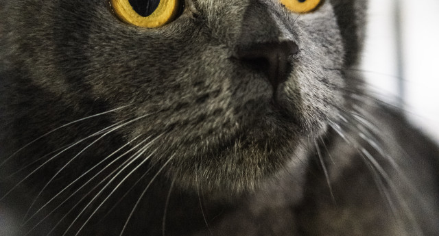 В ХМАО женщина жестоко убила кошку своей знакомой и записала произошедшее на видео