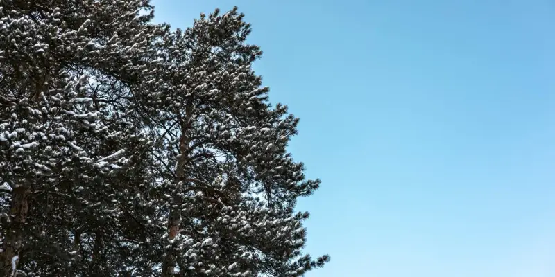 Сибпромстрой защитит более 10 000 деревьев и кустарников в Югре от суровой зимы Сибпромстрой защитит более 10 000 деревьев и кустарников в Югре от суровой зимы