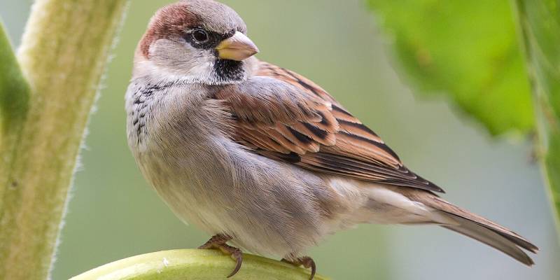 В ХМАО пересчитают всех воробьев, экологи объяснили, зачем это нужно