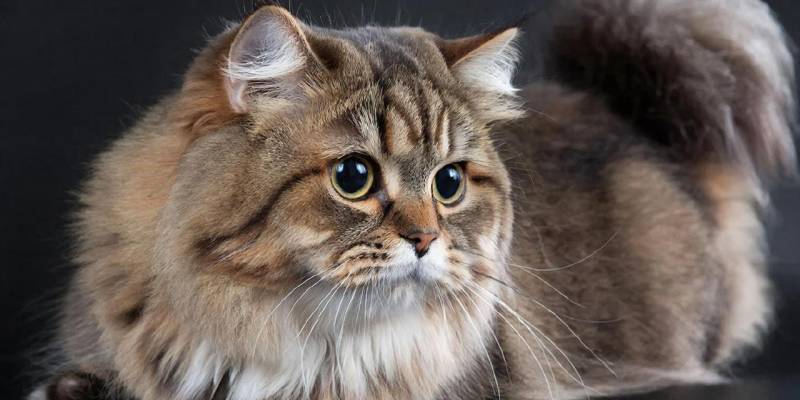 Модные хвостатые тренды: какие породы кошек популярны среди жителей ХМАО