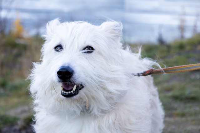 В Почте России появилась страховка питомцев от укусов клещей, услуга доступна и в ХМАО
