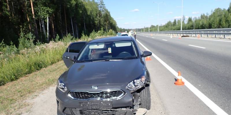 Медвежонок лишился жизни на оживленной трассе в ХМАО. ФОТО