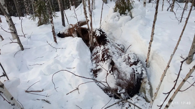 В ХМАО лось съел брошенную в лесу тряпку и погиб в мучениях