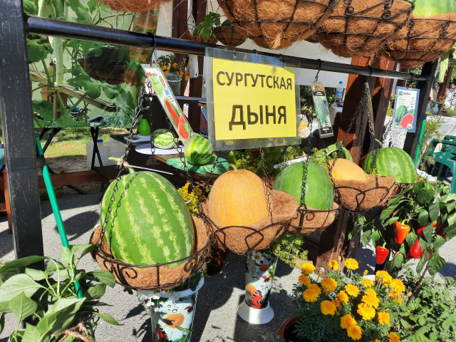 Житель ХМАО рассказал, как ему удается выращивать арбузы в условиях Севера. ФОТО Житель ХМАО рассказал, как ему удается выращивать арбузы в условиях Севера. ФОТО