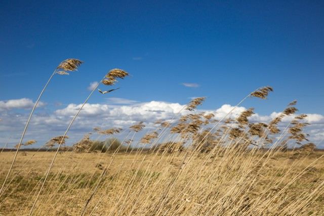Десятки тысяч тонн нелегального зерна нашли таможенники в Тюменской матрешке