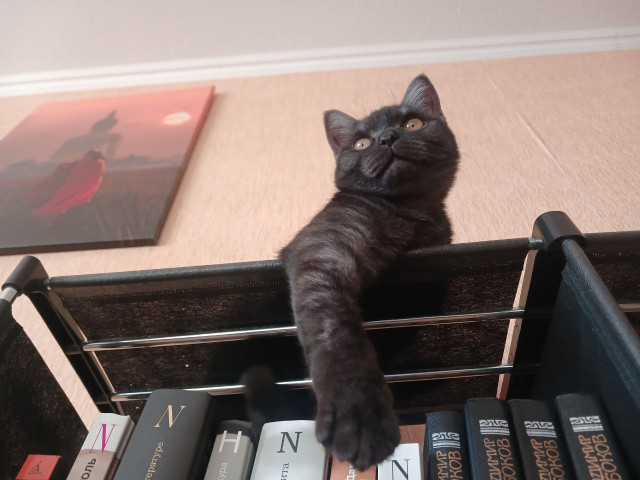 Котоколонка про людей
