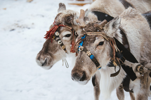 1400 рублей за оленя: в ХМАО появятся новые меры поддержки коренных народов