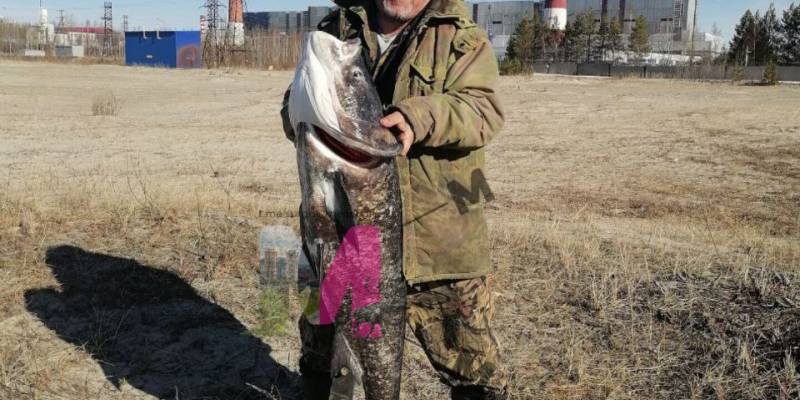 В районе ГРЭС в Сургуте рыбак поймал 35-килограммовую рыбу