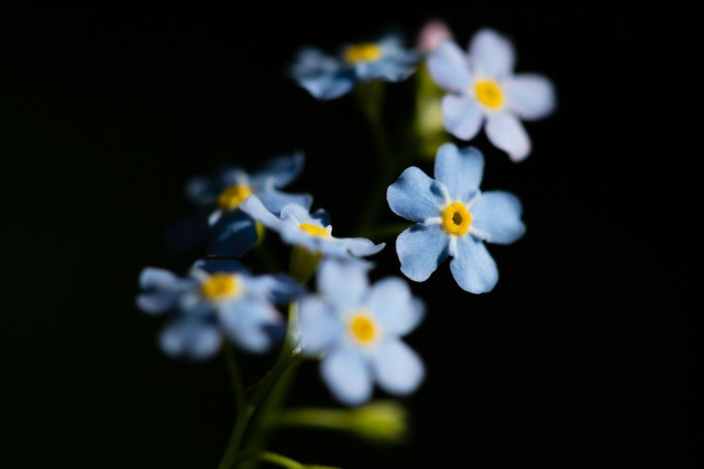 Биолог: домашние растения помогают бороться с вирусами и микробами Биолог: домашние растения помогают бороться с вирусами и микробами