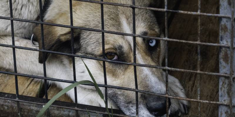 Шкура снята, тело исчезло: в ХМАО живодеры жестоко расправились с собакой