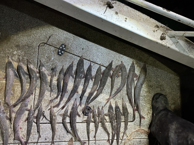 В ХМАО пенсионеру грозит срок за вылов рыбы на 18,5 миллионов рублей. ВИДЕО В ХМАО пенсионеру грозит срок за вылов рыбы на 18,5 миллионов рублей. ВИДЕО