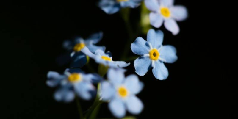 Биолог: домашние растения помогают бороться с вирусами и микробами