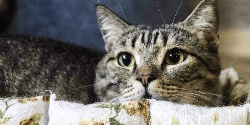 ​На ямальской трассе нашли 13 котов в мешках и коробке
