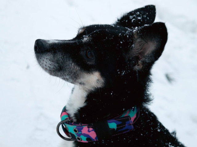 «Айболиты» неотложки помогли питомцам в отдаленных поселениях Сургутского района «Айболиты» неотложки помогли питомцам в отдаленных поселениях Сургутского района