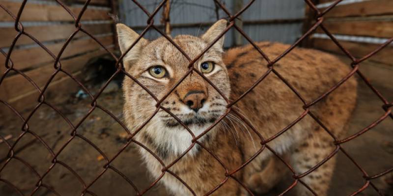 В Югорске полицейским пришлось ловить рысь, которая хотела попасть в санаторий. ВИДЕО