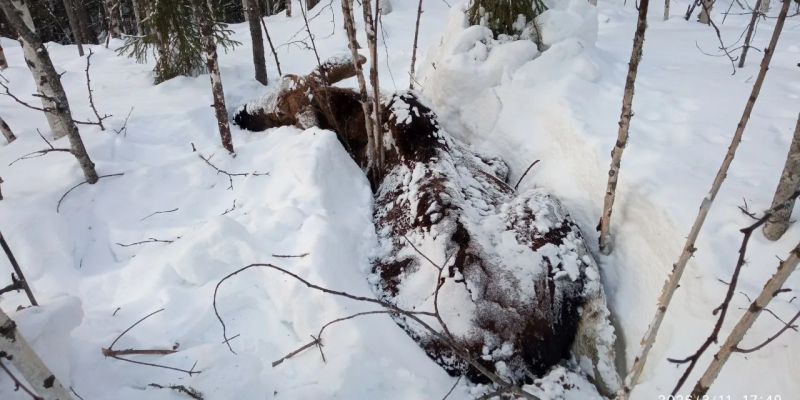В ХМАО лось съел брошенную в лесу тряпку и погиб в мучениях