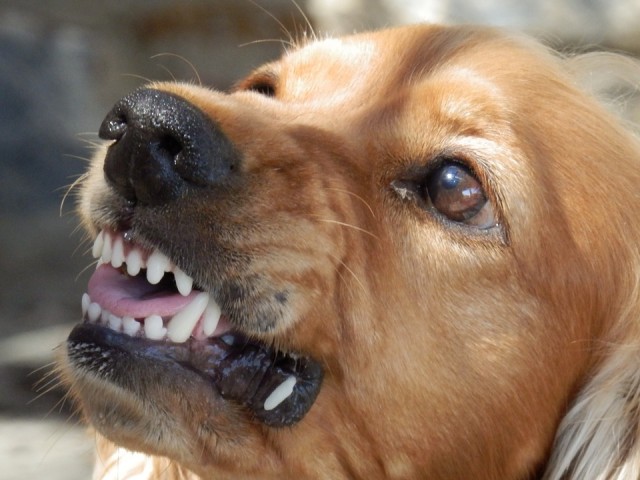 В Нижневартовске за неделю 13 горожан покусали собаки